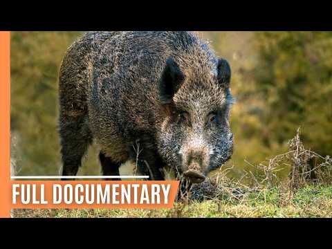 Untamed Austria - Discover the Wildlife of Allenstein | Full Documentary