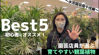 【初心者必見】育てやすい観葉植物5選！園芸店員が選ぶんだから間違いない！