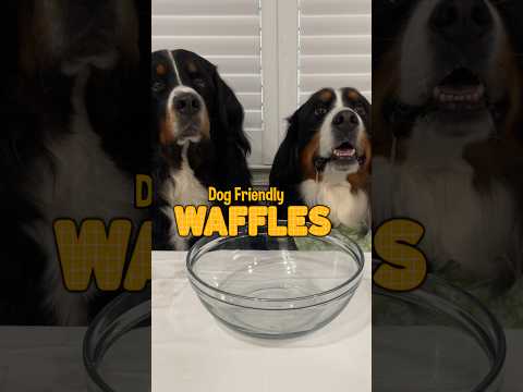 Dog Friendly Waffle Recipe 🧇 | #pethonestypartner #dogfriendlyrecipe #asmr #asmreating #dogrecipes