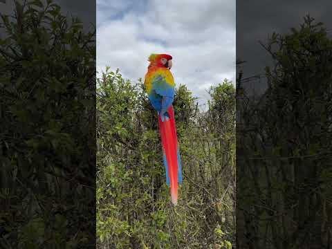 Shelby the macaw, Tommi and Loki free flying in Bedfordshire