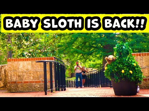 Bushman Prank: Return of Baby Sloth 2023!!