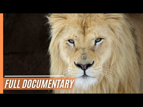 Lions - Fight for Survival | Full Documentary