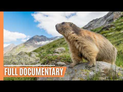 Epic Landscapes of Switzerland - A Journey Through Nature | Full Documentary