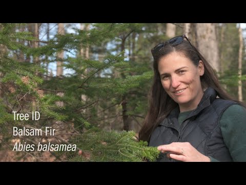 Tree Identification - Balsam Fir [Conifer Series]