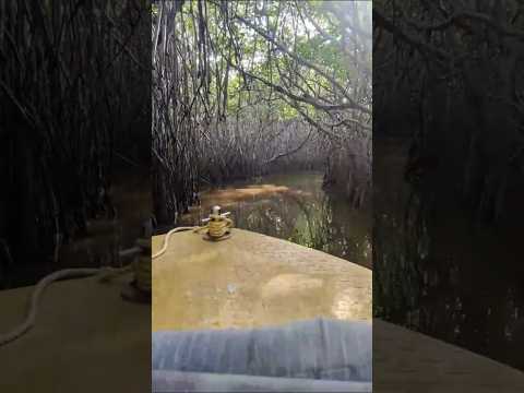 Neela nilave | pichavaram mangrove forest #shortsviral