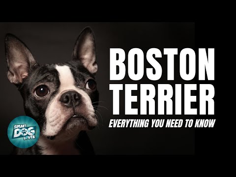 Boston Terrier Dogs 101 | The American Gentleman