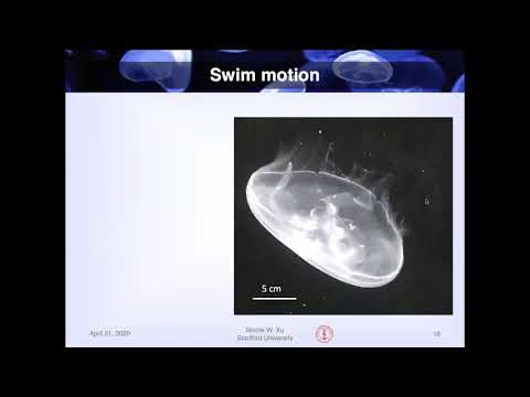 Biohybrid Robotic Jellyfish for Future Applications in Ocean Monitoring