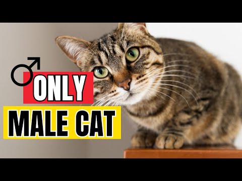 12 Surprising Facts About Male Cats You Need to Know