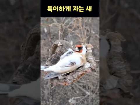 The unusual sleeping habits of the European goldfinch