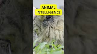 Animal Intelligence