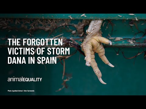 The Silent Victims of the DANA storm in Spain