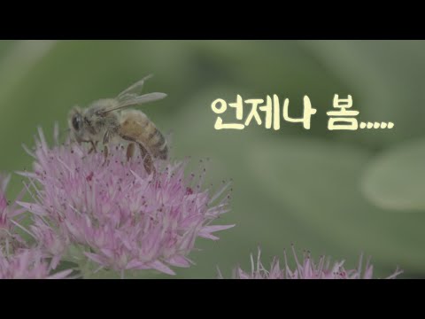 따스한 정원의 하루 #garden #flower #힐링영상