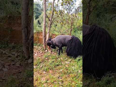 Goat farm daily life | goat farm village life