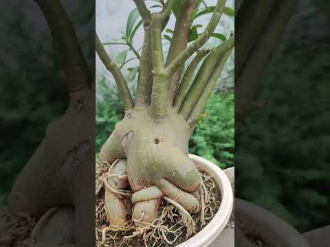 adenium plant #gardening