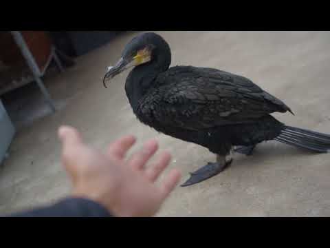 Cormorant eating fish tail