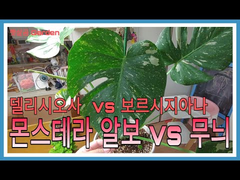 몬스테라 델리시오사 vs 보르시지아나(무늬몬스테라 vs 알보몬스테라)ㅣ