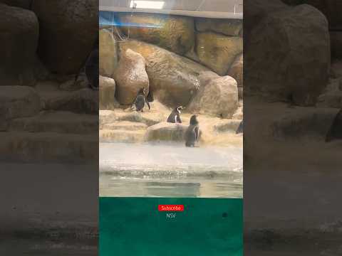 Penguins in Mumbai 😍 #youtubeshorts #shorts #vlog #zooinmumbai #minivlog #penguin