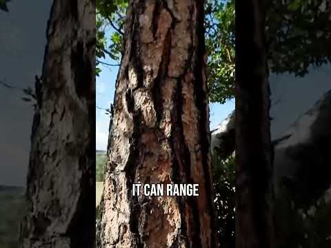 The Majestic Ponderosa Pine  Exploring the Southwest's Lumber Giant