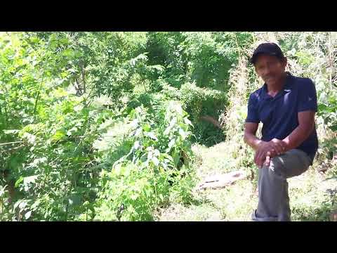 Cosecha de agua domiciliar-Tacuba