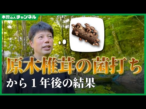 原木椎茸の菌打ちから１年後の結果【井口智明】