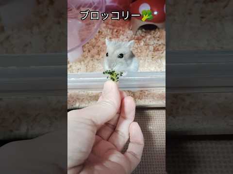 おやつを死守する可愛いハムスター（ピク）#ハムスター #ハムちゃん #hamsters #ジャンガリアンハムスター #可愛い #おやつ #小動物