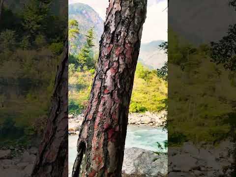 Kasol Trip #himachal #shorts #travel