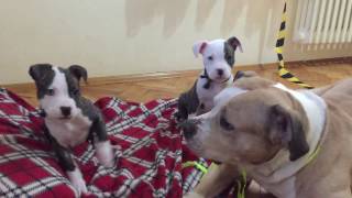 Pitbull Puppies Playing With Their Dad