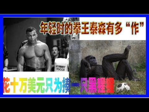 年輕時的拳王泰森有多「作」？花十萬美元只為揍一隻黑猩猩