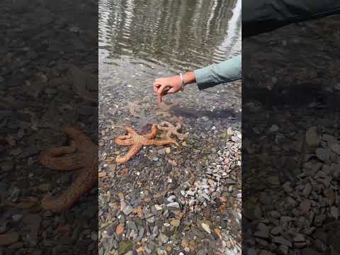 Touching starfish live at sea #starfish #ytshorts #shorts