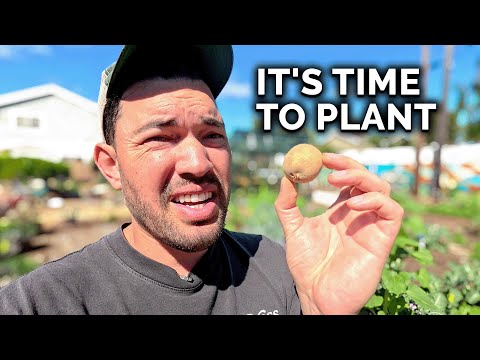 It's Finally Time to Plant POTATOES!