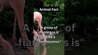 A group of flamingos is called a "flamboyance"...