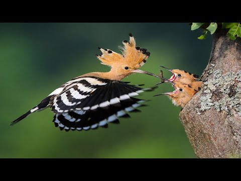 Birds Feeding Their Chicks In The Nest Footage Compilation-Bird Nest