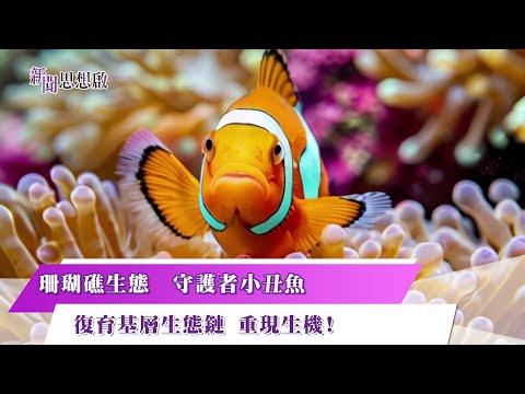 《新聞思想啟》搶救尼莫行動！ 小丑魚抵家計畫 海洋之心認證 永續漁業資源永存 珊瑚礁哨兵守護者　小丑魚消失衝擊生態！鼻頭角公園僅發現兩隻蹤跡 第147集-Part3