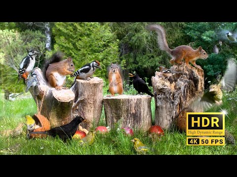 Cat TV for Cats to Watch😽 Summer Squirrels and So Many Little Birds 🐶 Dog TV 10 hours 4K Real HDR