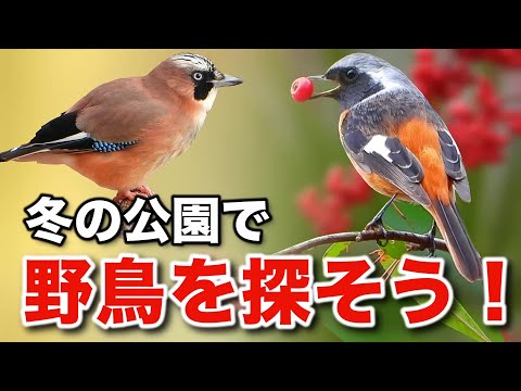 冬の野鳥の生活についてじっくり解説！