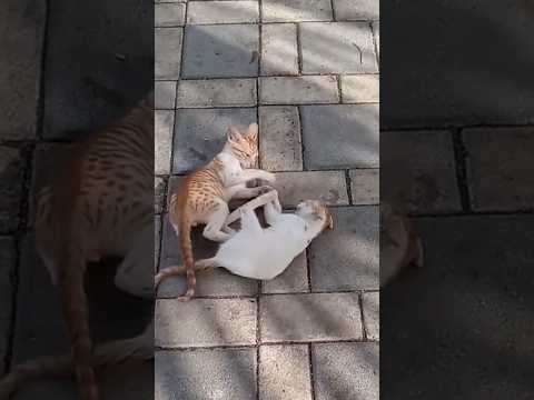 Cute cat's fight #angrycats#shorts#funny#comedy#viral #kitten#cute