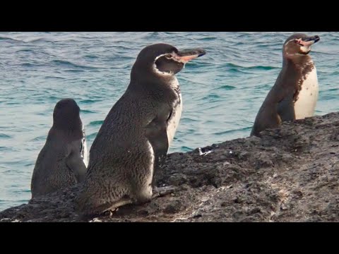 Facts: The Galápagos Penguin (The Only Tropical Penguin)