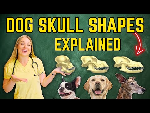 The 3 types of Dog Skull Shapes Explained!? | Veterinarian Dr. Lindsay Butzer