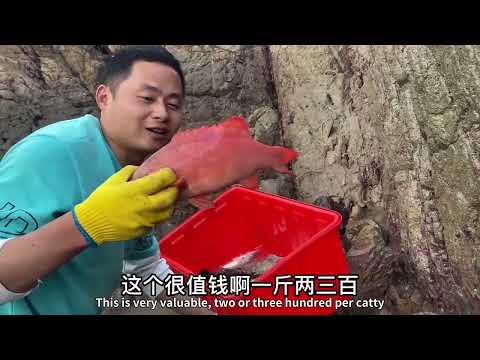 【阿向趕海】 兩隻烏雞打窩 喜獲巨型龍膽和東星斑 鱸魚成群，魚獲達50斤