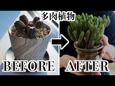 【多肉植物】室内育成のユーフォルビア｜成長の様子