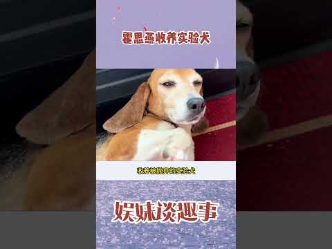 霍思燕收养实验犬，真是人美心善