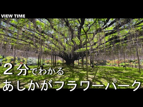 【死ぬまでに行きたい】あしかがフラワーパーク（栃木/見どころ/藤/時期/アクセス/料金/駅/デート）