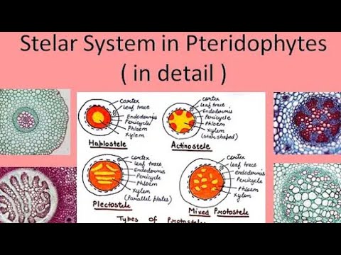 steler system in pteridophyte #botany #msc #1semester #important #pteridophytes