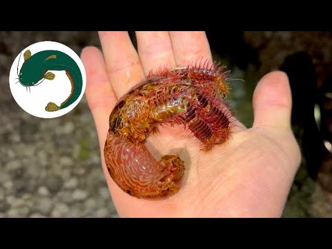 ホモサピさんとヤバイ生き物を獲って食べてみると...