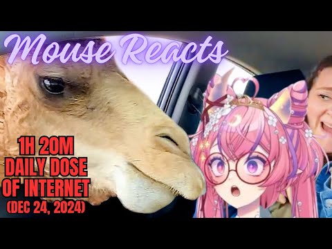 Mouse Reacts to Daily Dose of Internet for 1h & 20m (December 2024 pt. 3)