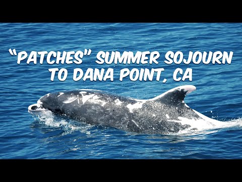 “Patches” Summer Sojourn to Dana Point, CA 🐬