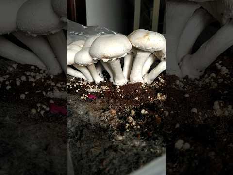 महीना लाखो की कमाई बाला Mushroom #gardening #ideas