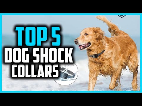 ✅Top 5 Best Dog Shock Collars in 2025