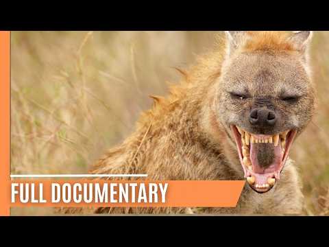 Wild Queens of the Savannah | Full Documentary