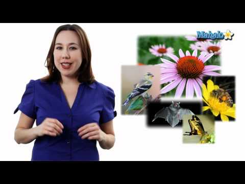 Learn Biology: Angiosperms & Pollinators